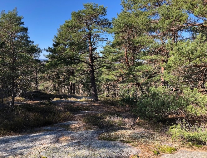 SOMMERTRENINGER PÅ HAJERN